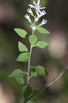 Common blue wood aster